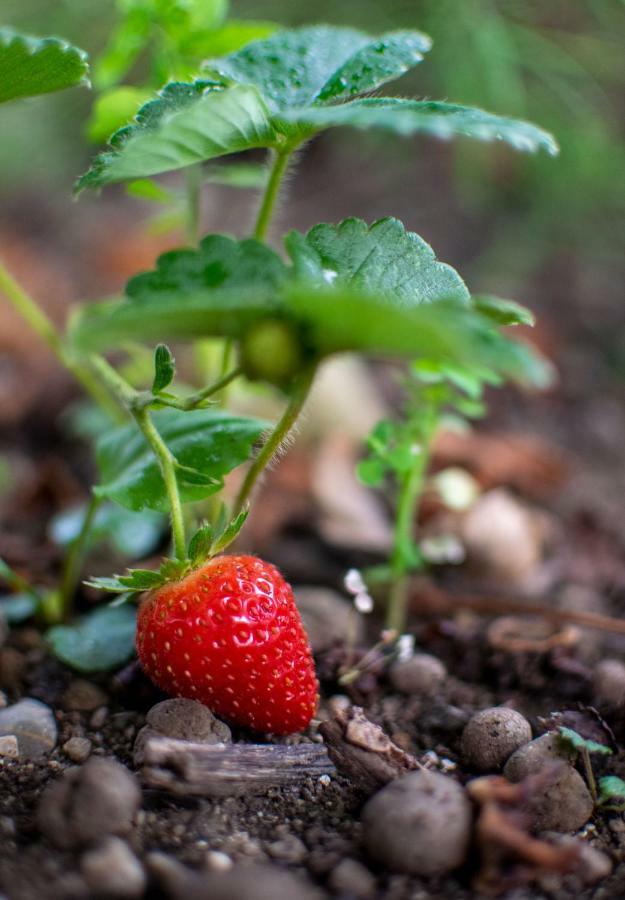Fragole E Menta Otel Attimis Dış mekan fotoğraf